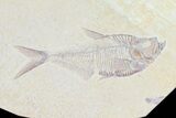 Diplomystus & Knightia Fossil Fish Association #75972-2